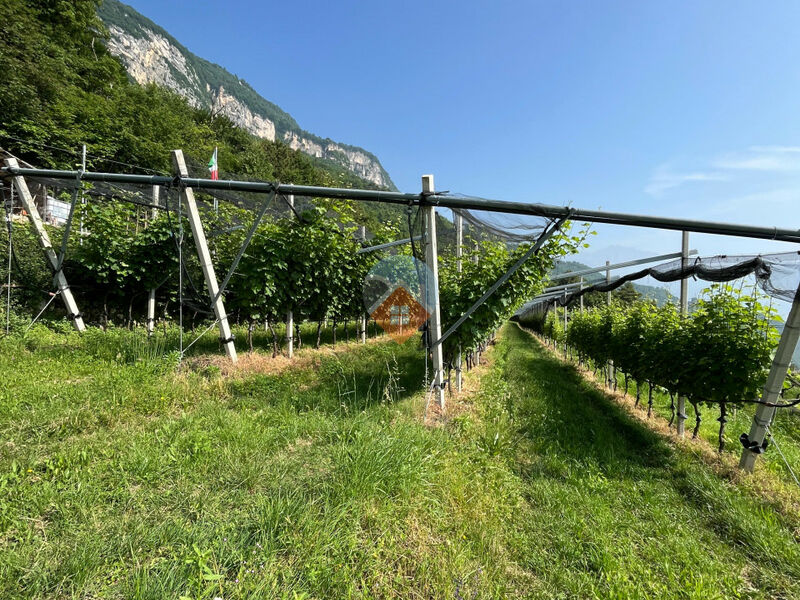 Isera - Vigneto Sauvignon a Lenzima