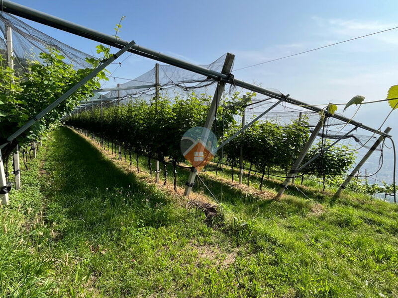 Isera - Vigneto Sauvignon a Lenzima