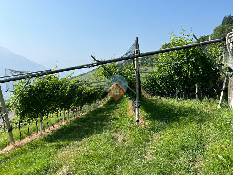 Isera - Vigneto Sauvignon a Lenzima