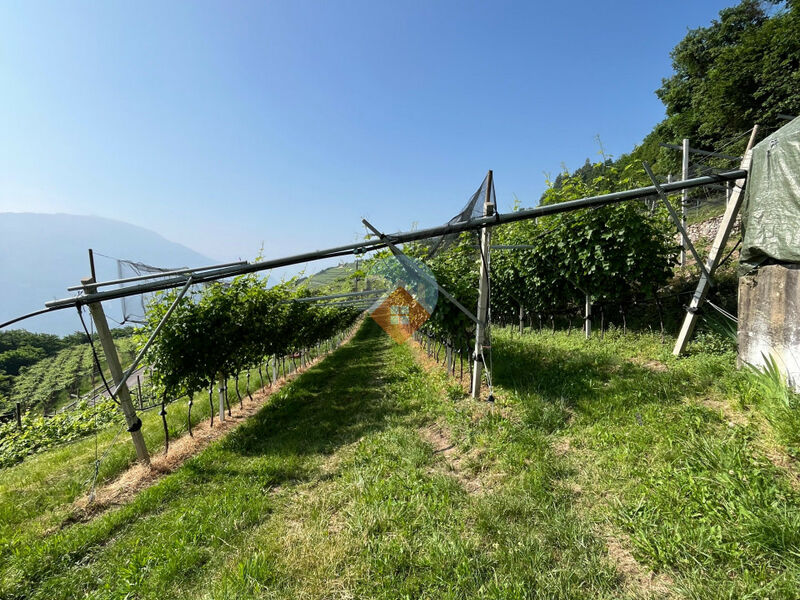 Isera - Vigneto Sauvignon a Lenzima