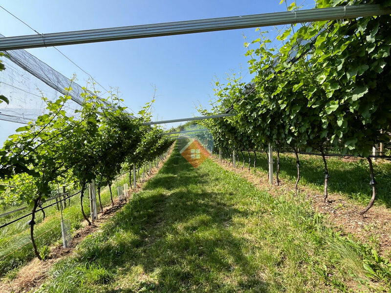 Isera - Vigneto Sauvignon a Lenzima