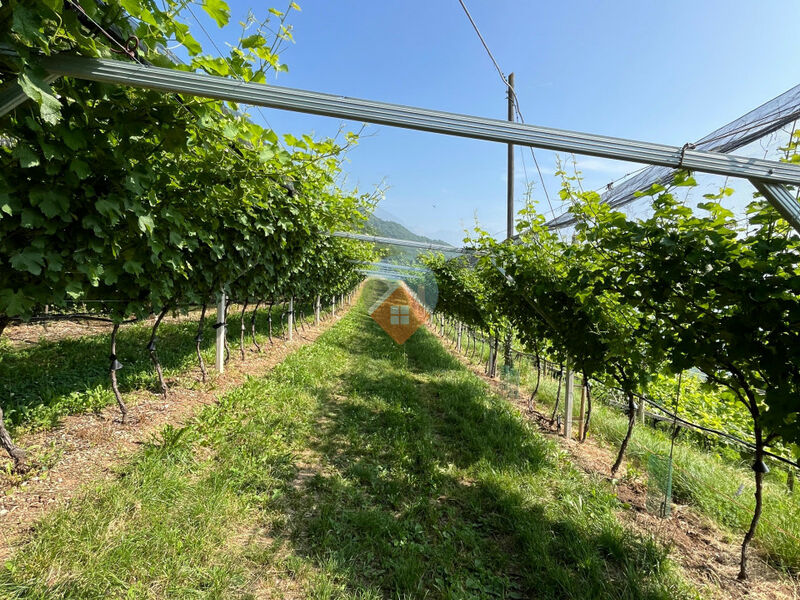 Isera - Vigneto Sauvignon a Lenzima