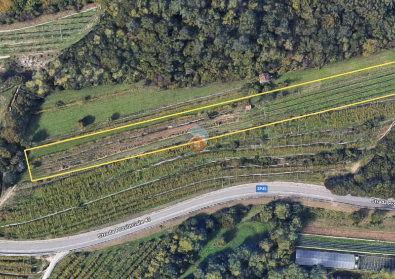 Isera - Vigneto Sauvignon a Lenzima